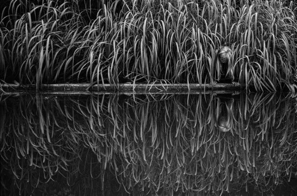 Работа Вероники Трубниковой "Убежище" отмечена наградами международных конкурсов, экземпляры работы находятся в частных коллекциях в Испании и России. Преставлена на Photohuman.