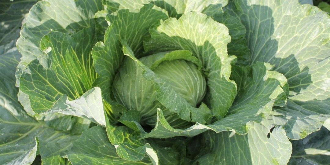 Две обязательные подкормки капусты в августе - залог хорошего урожая