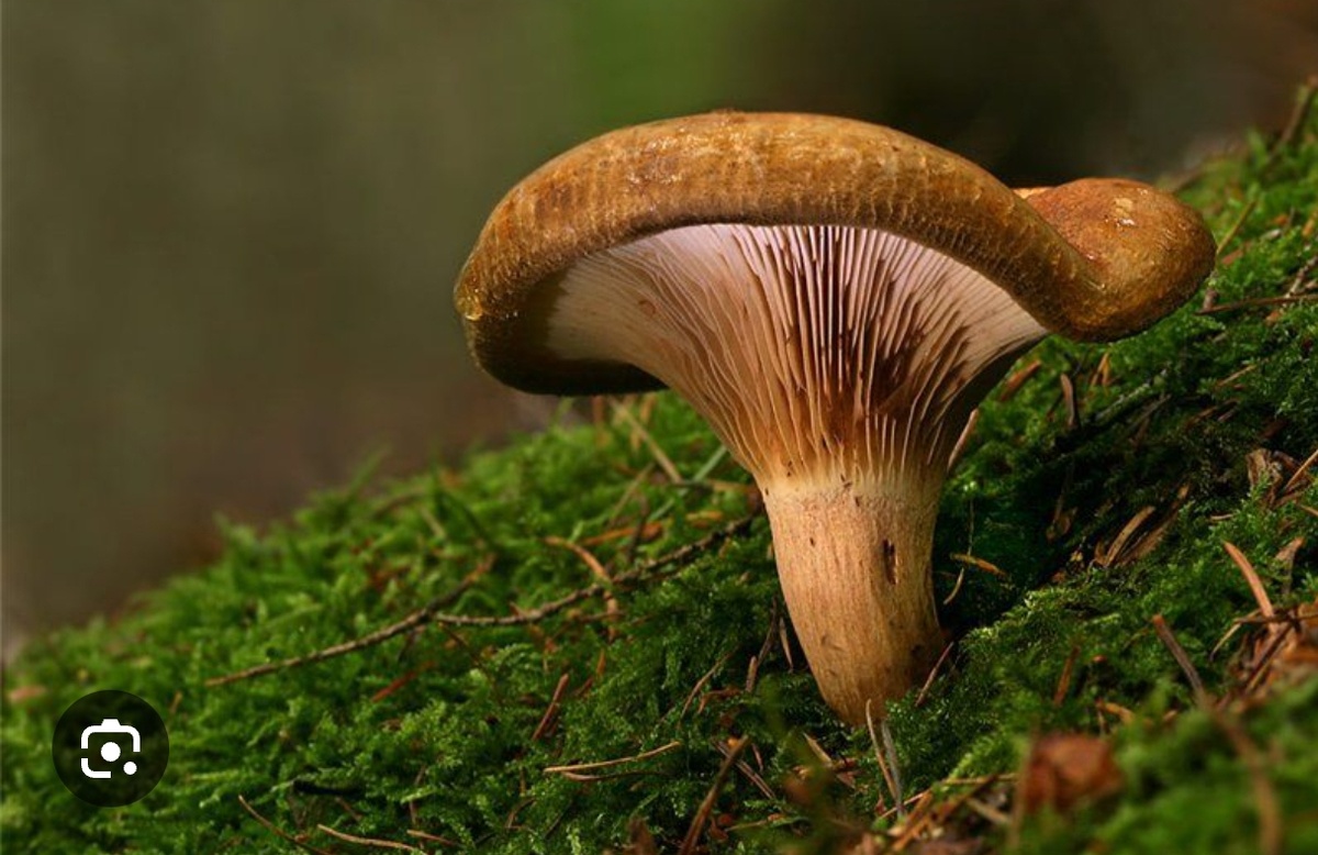 Гриб свинушка