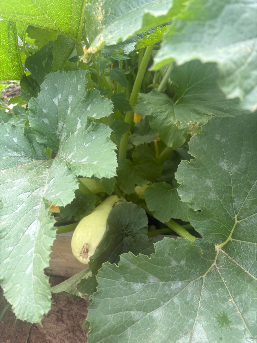 Уже их несколько 