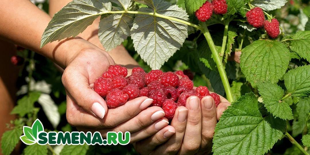 Обрезка малины. Схема для рекордного урожая будущего года