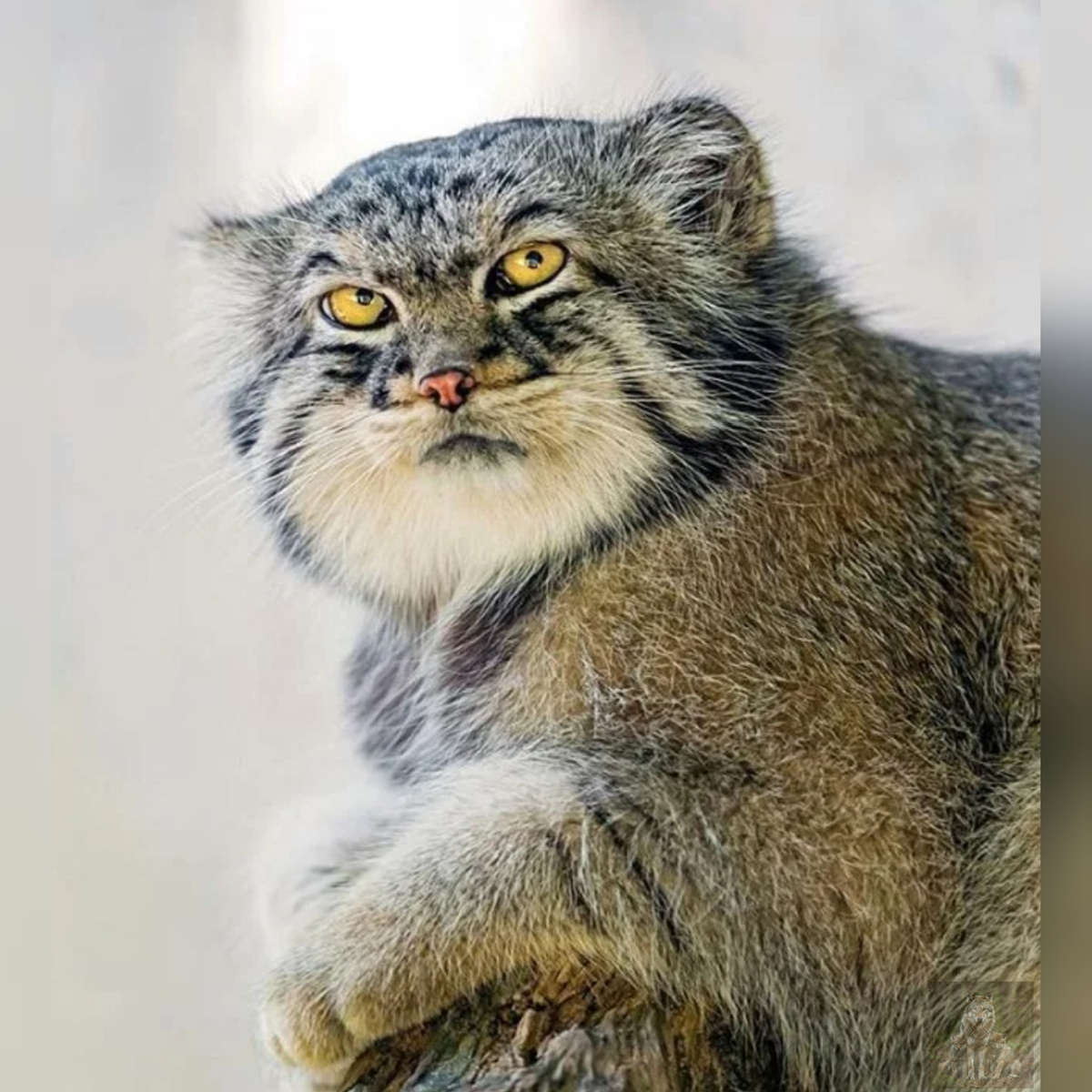 Ну попробуй погладить меня