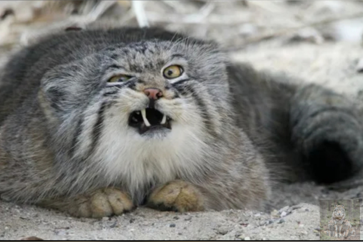 Я красивый и страшный, фррр