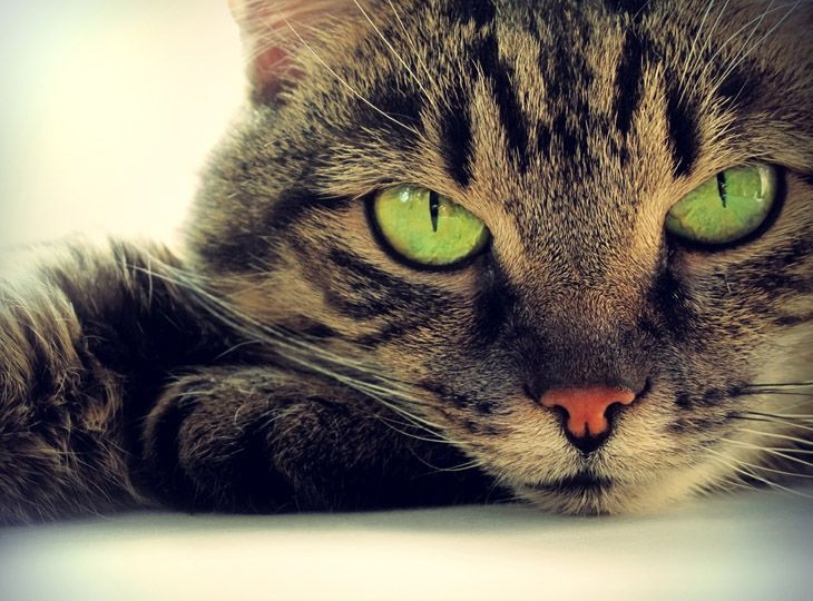 🐱 Почему кошки не любят, когда им смотрят в глаза? Разгадываем кошачью загадку!
