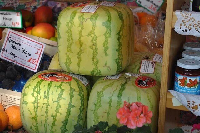    Как вырастить квадратные арбузы?