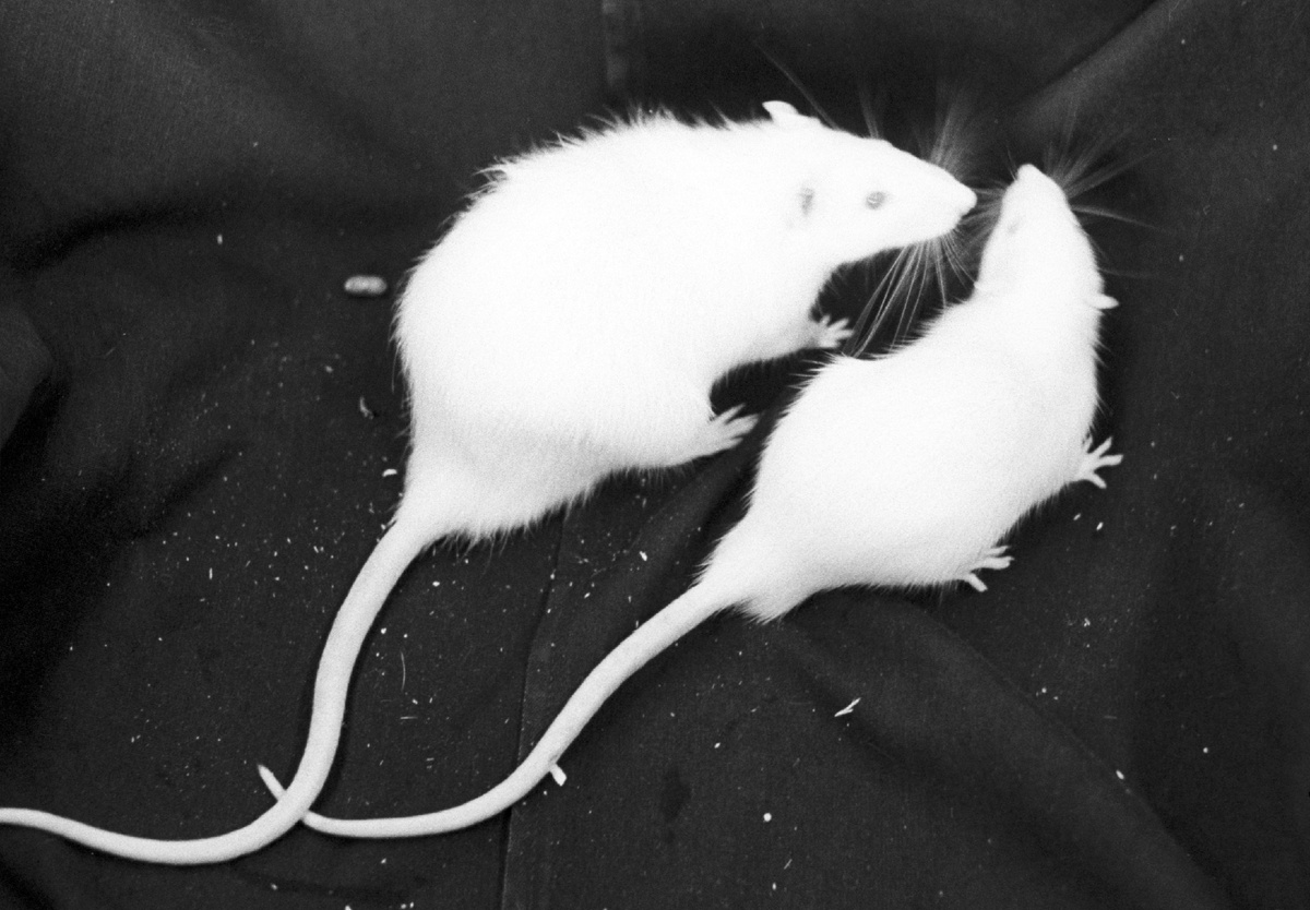 Крысы © Sputnik