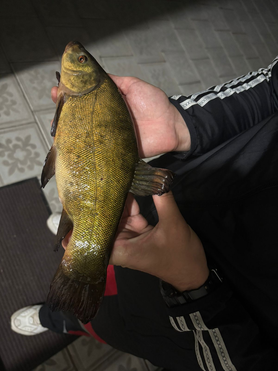 Озерный линь