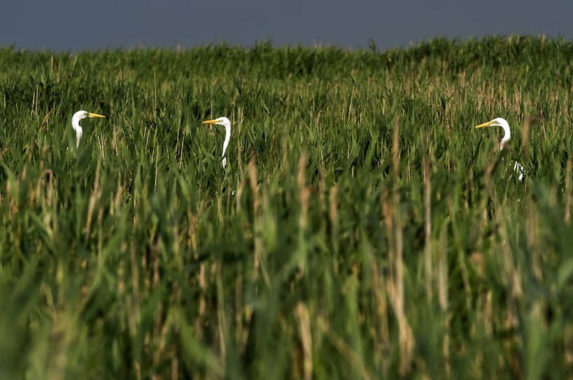 Правительство и Госдума решили, что водно-болотным угодьям нужна политическая защита
Фото: Сергей Мальгавко / РИА Новости