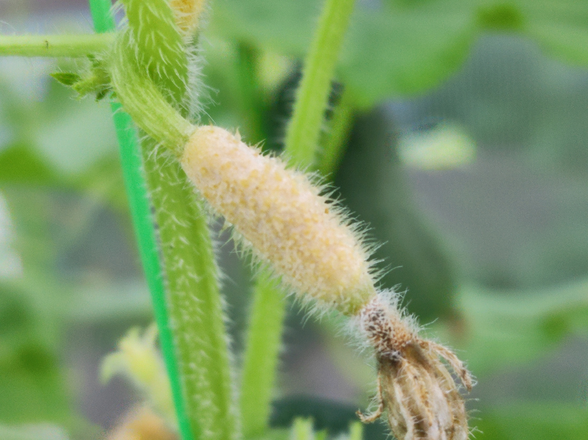 Фото автора, огурцы в тепдице, середина июня 2025 года