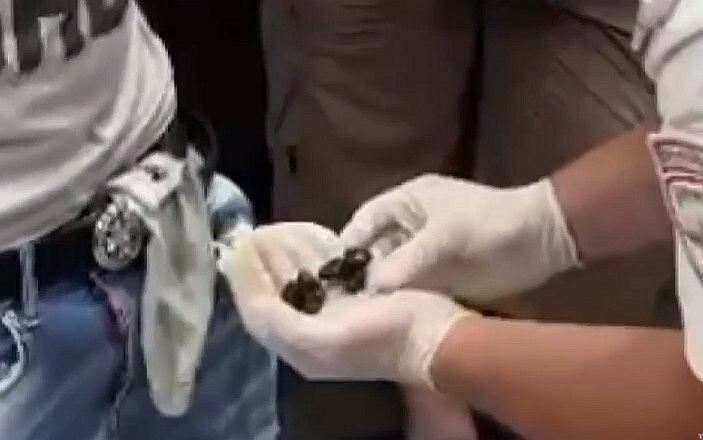    Фото: t.me/police_sochi