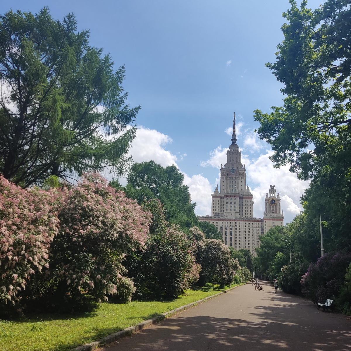Ботанический сад МГУ, сирень цветет