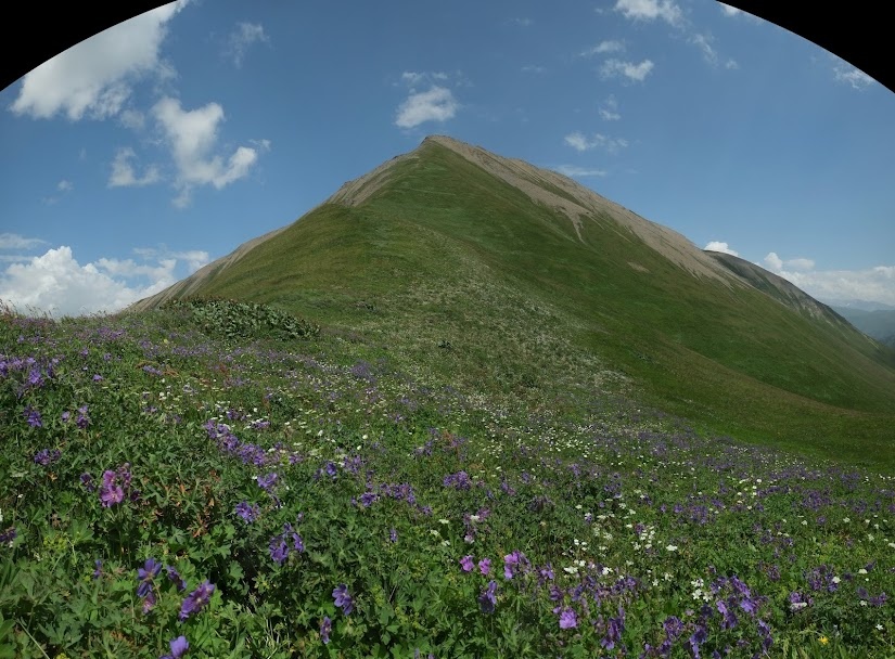 Разнотравье альпийских лугов.
