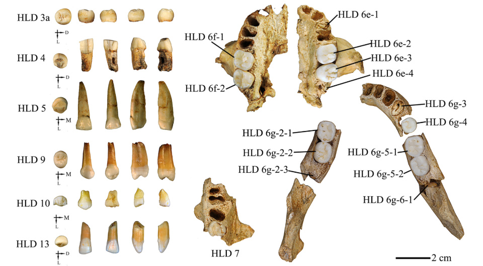   Xiujie Wu et al. / Journal of Human Evolution, 2025