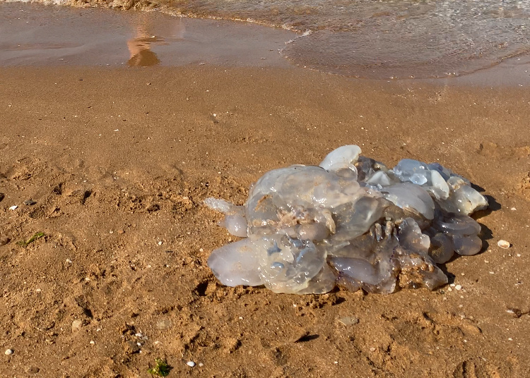 Медузы на берегу