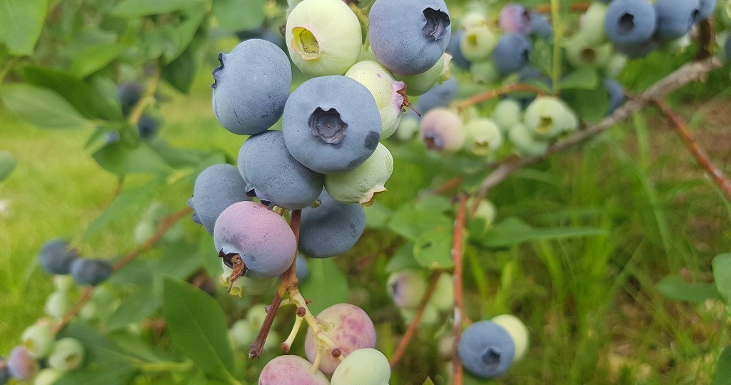 Что будет с организмом, не считая кошелька, если есть голубику каждый день