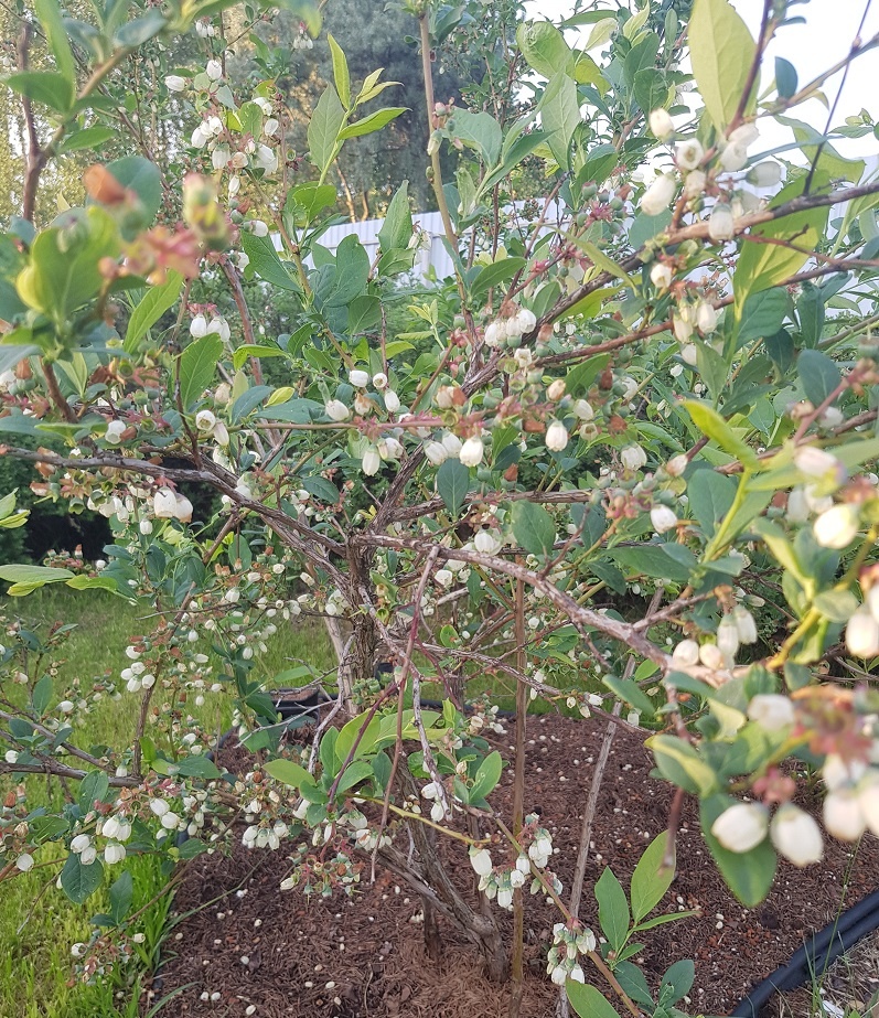 Цветы голубики — колокольчики. Они белые или розоватые, с поникшими венчиками, напоминают миниатюрные фарфоровые колокольчики — а опыляют их чаще всего шмели. Фото автора. 