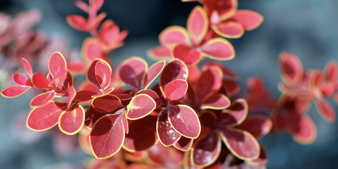 ТОП-5 декоративных кустарников для дачи: как создать акцент и объём в саду без лишних усилий