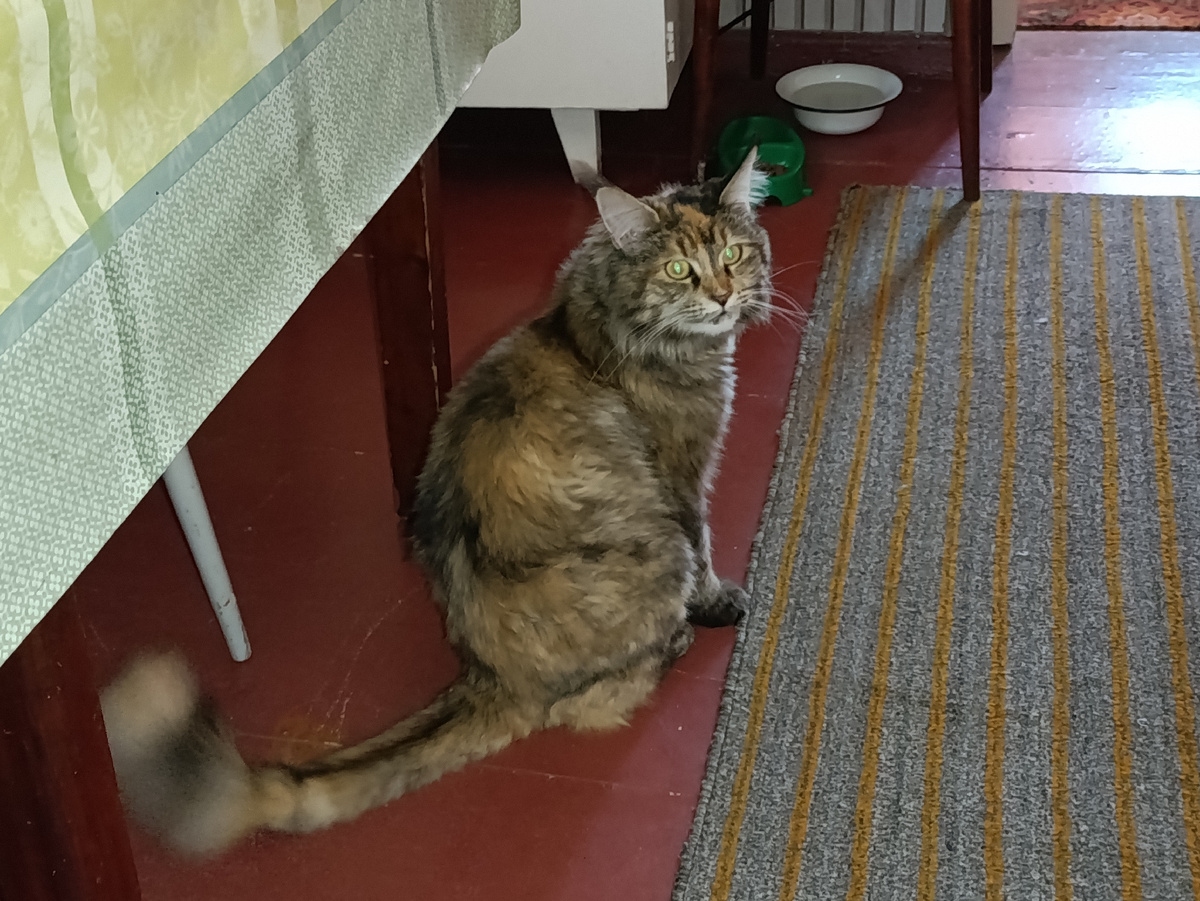 Кошка не очень оценила фотосессию))) 