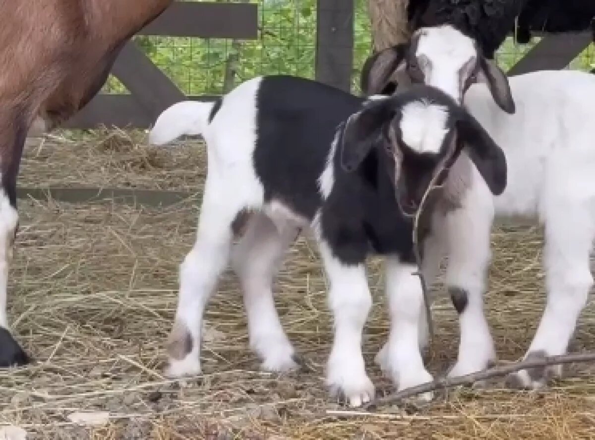    В горах Сочи родились два камерунских козленка