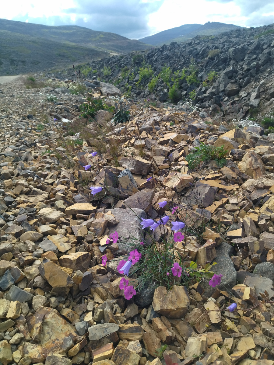 Растения Конжака