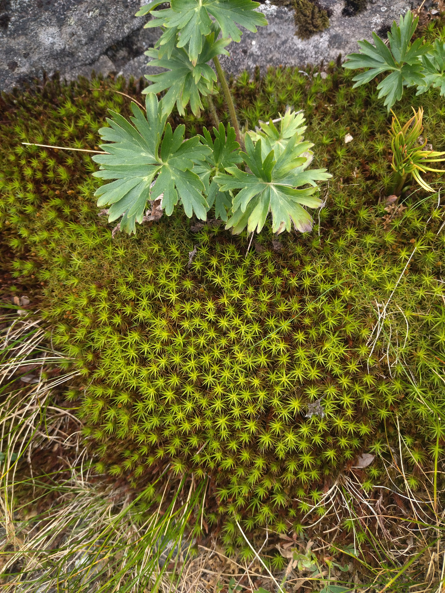 Растения Конжака