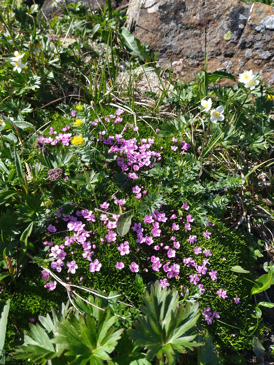 Растения Конжака