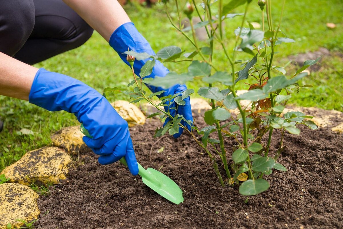    Сажаем розу