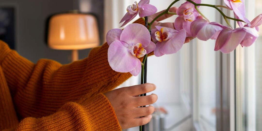 Сахар для орхидеи: простой способ улучшить цветение и здоровье растения