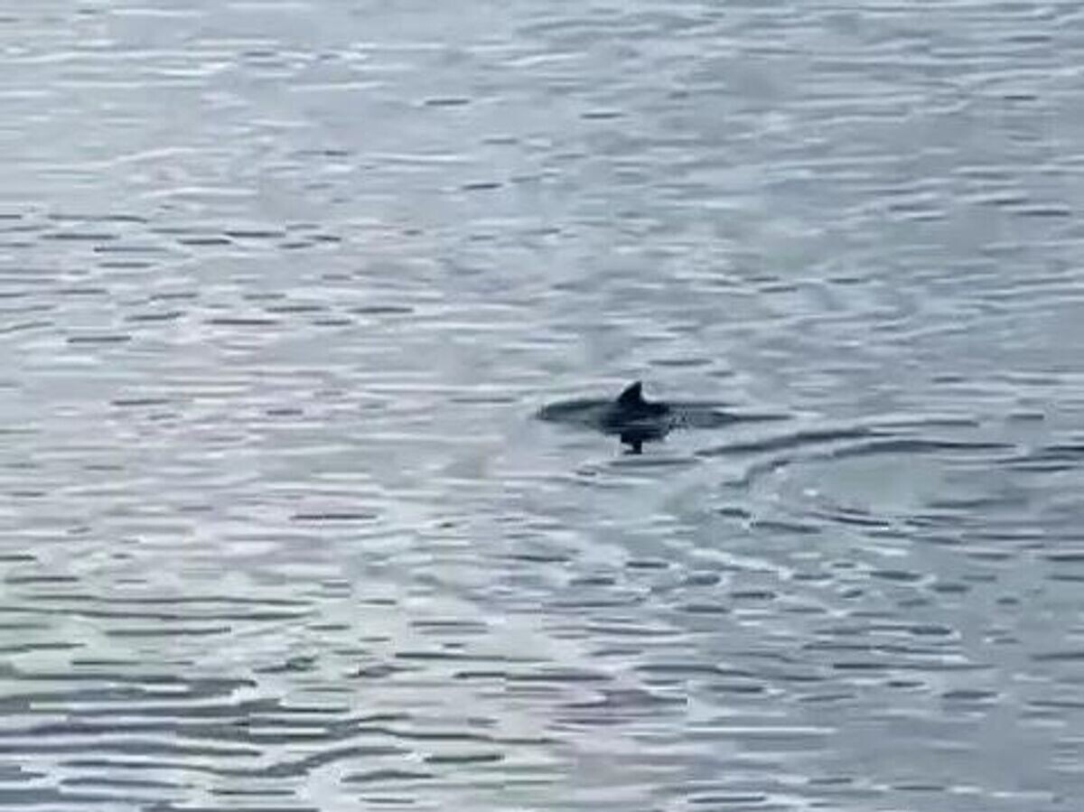    Дельфинов заметили в Финском заливе в 50 километрах от Санкт-Петербурга© РИА Новости