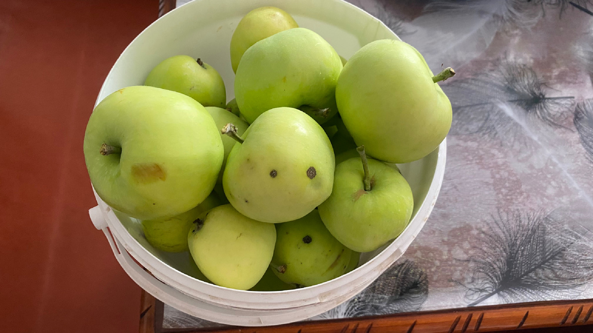 Белый налив