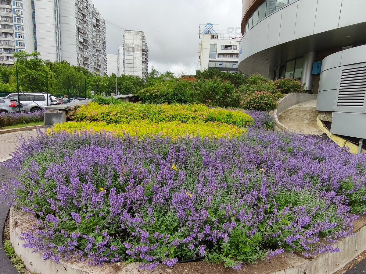 Красота возле клиники Лядова