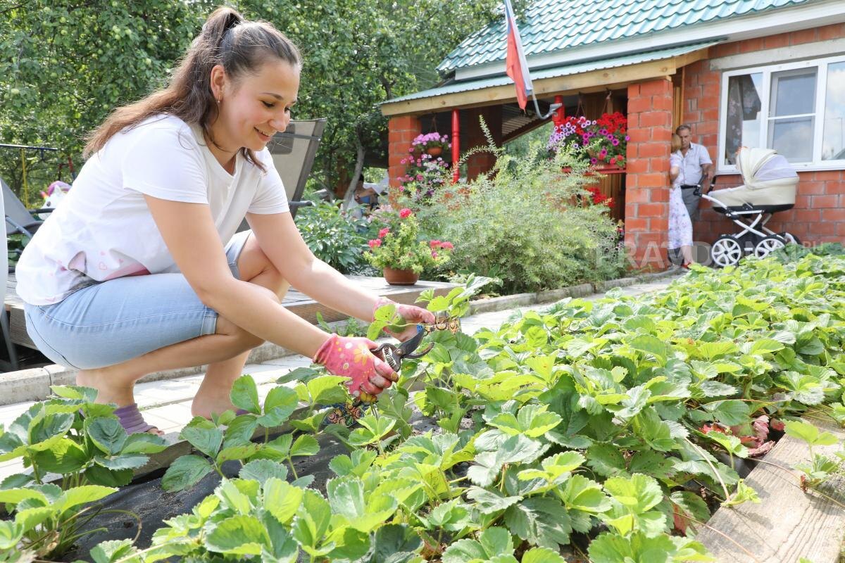    Россияне всё чаще выбирают загородную жизнь летом