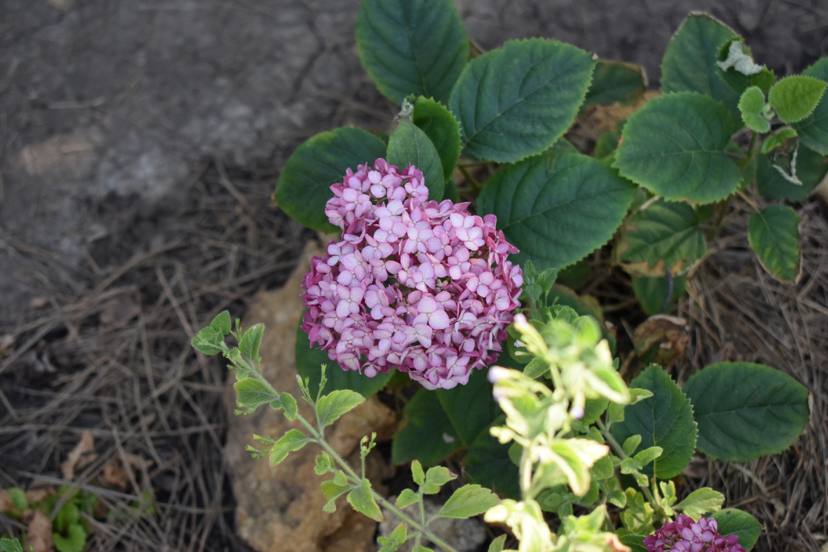 У "Ruby Annabelle" цвет руби только в бутонах, потом она высветляется до розового