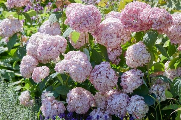 Candybelle® Bubblegum. Фото с сайта https://plantipp.eu