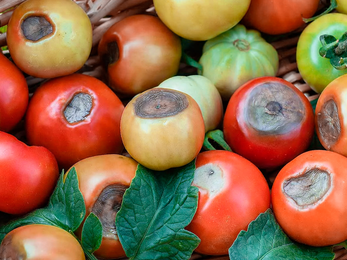 Вершинная гниль как бороться?