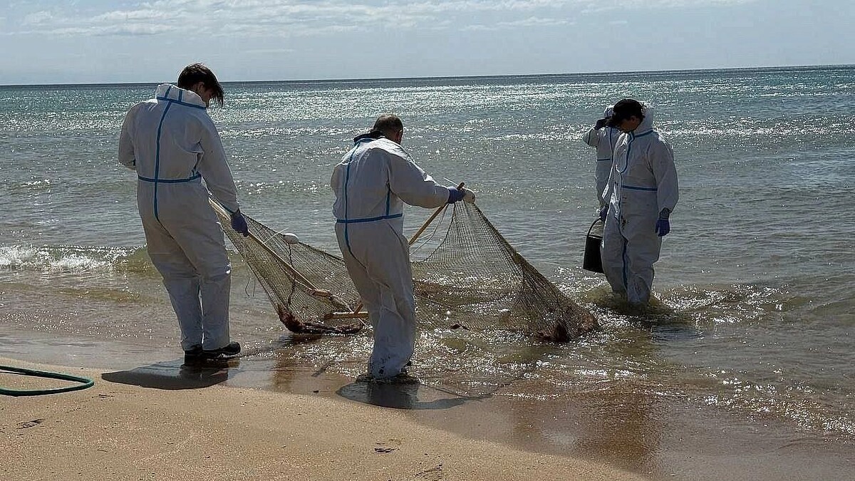     Источник: Оперштаб Краснодарского края