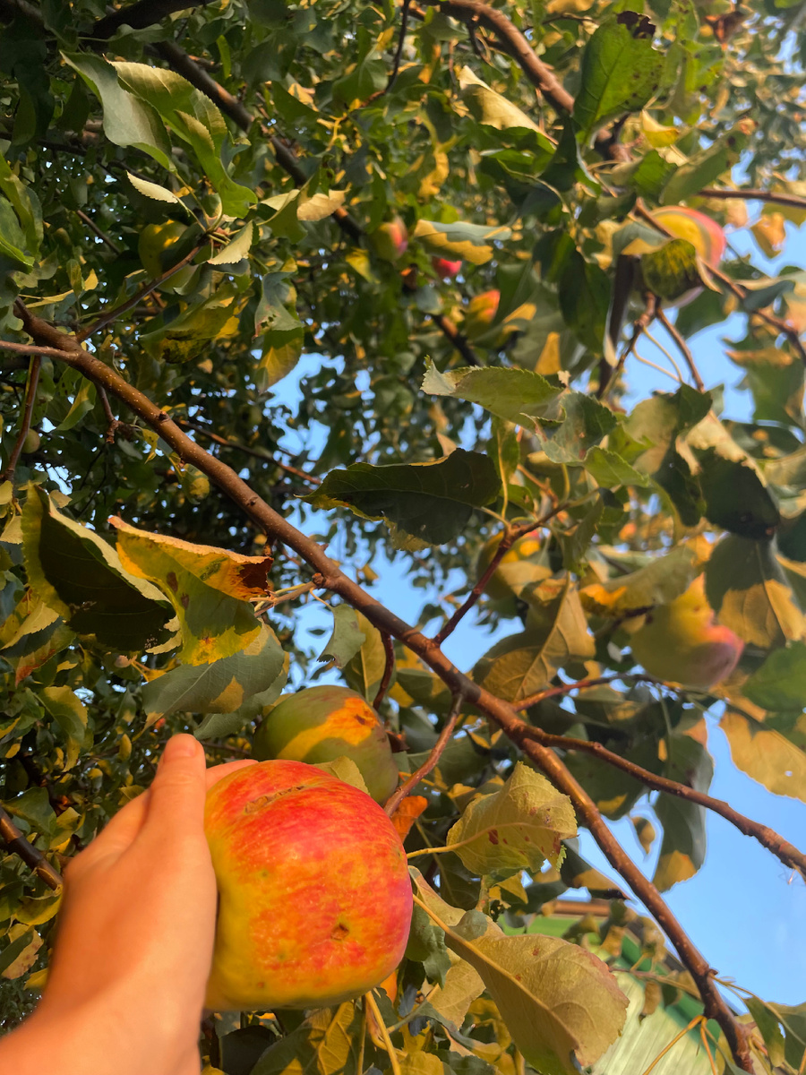 Дачные яблоки