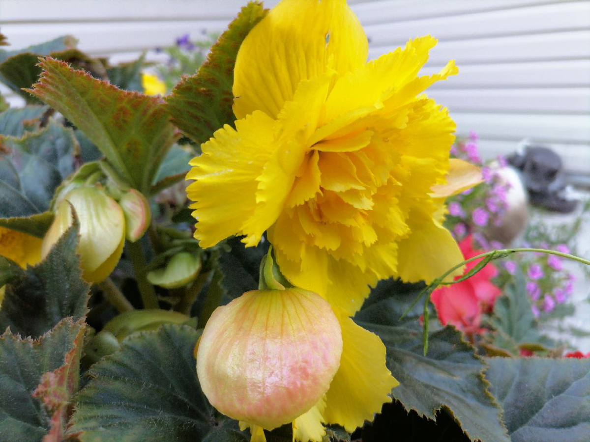 Клубневая бегония Фимбриата желтая, фото автора