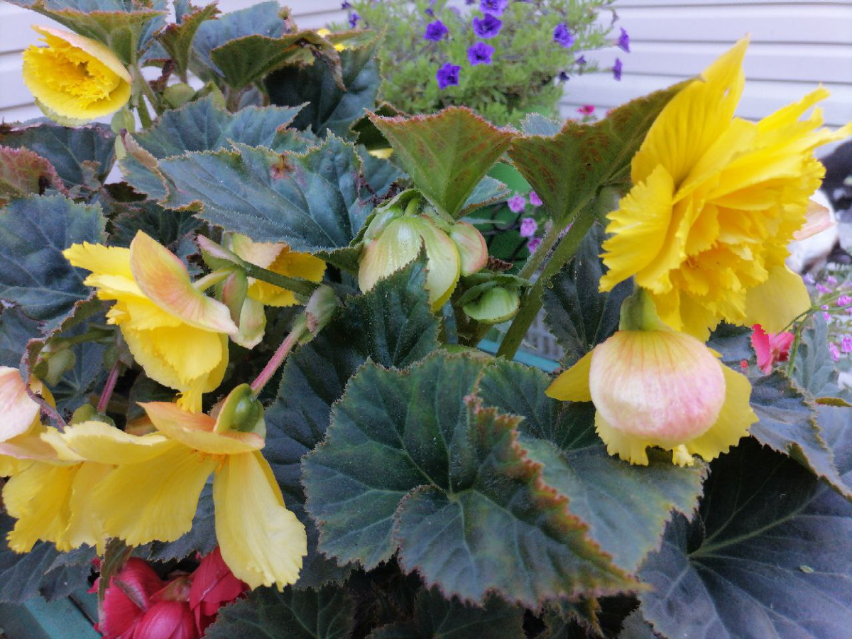 На одном кусте два вида цветков - махровые и простые