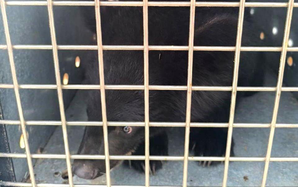    Фото: Центра реабилитации диких животных (Владивосток) Ульяна Бажанова