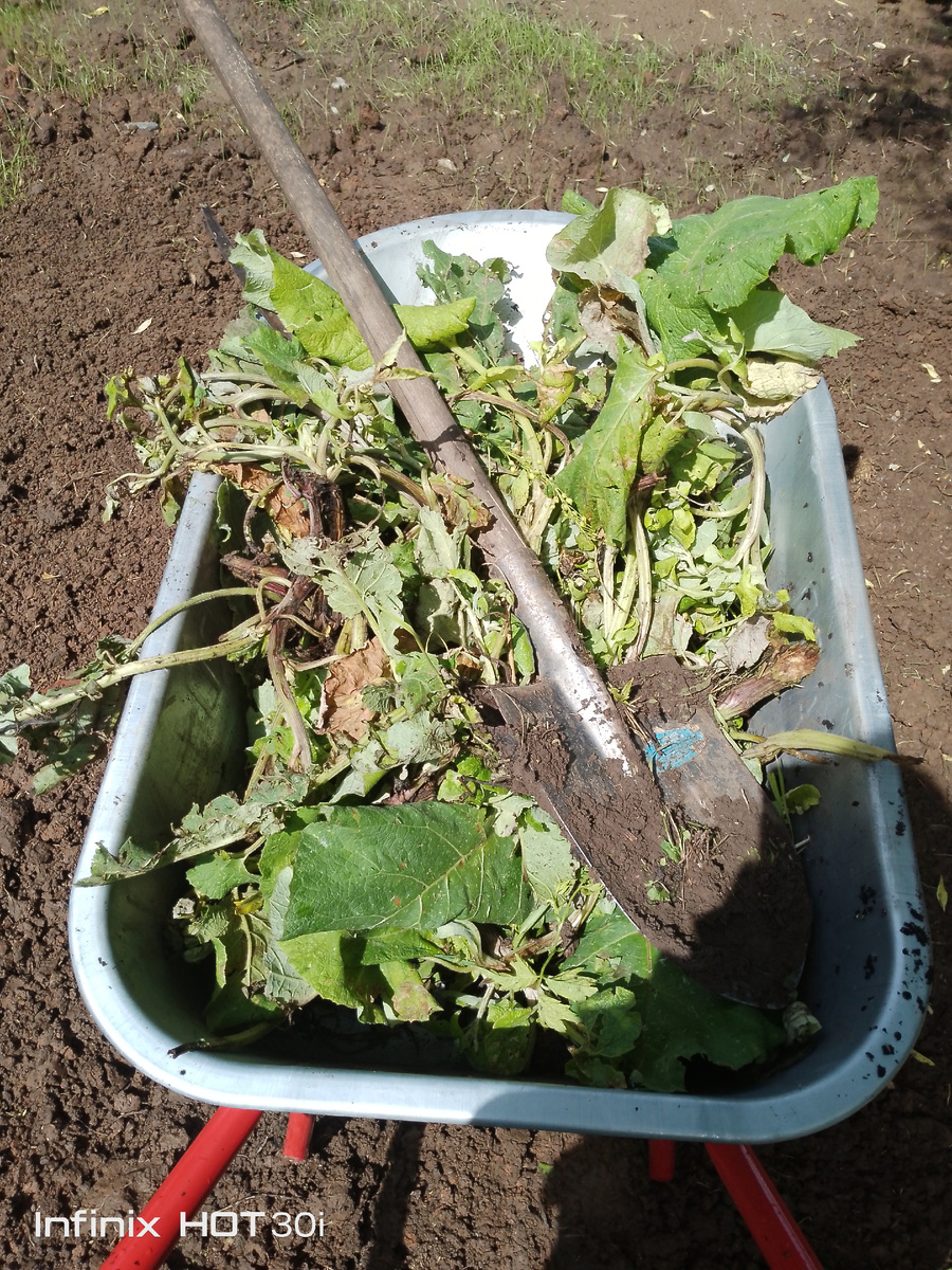 На фото выжженые гербицидом и выкорчеваные растения однолетки