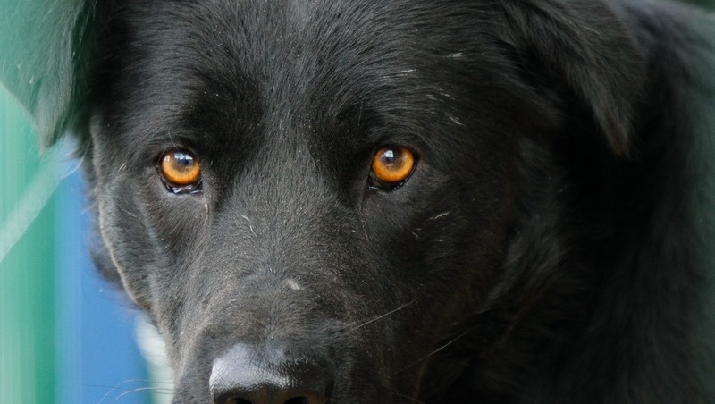      Фото: Дмитрий Ахмадуллин / / ИА «Победа26»