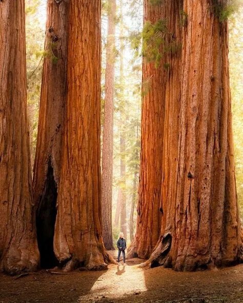 Очень качественная древесина 