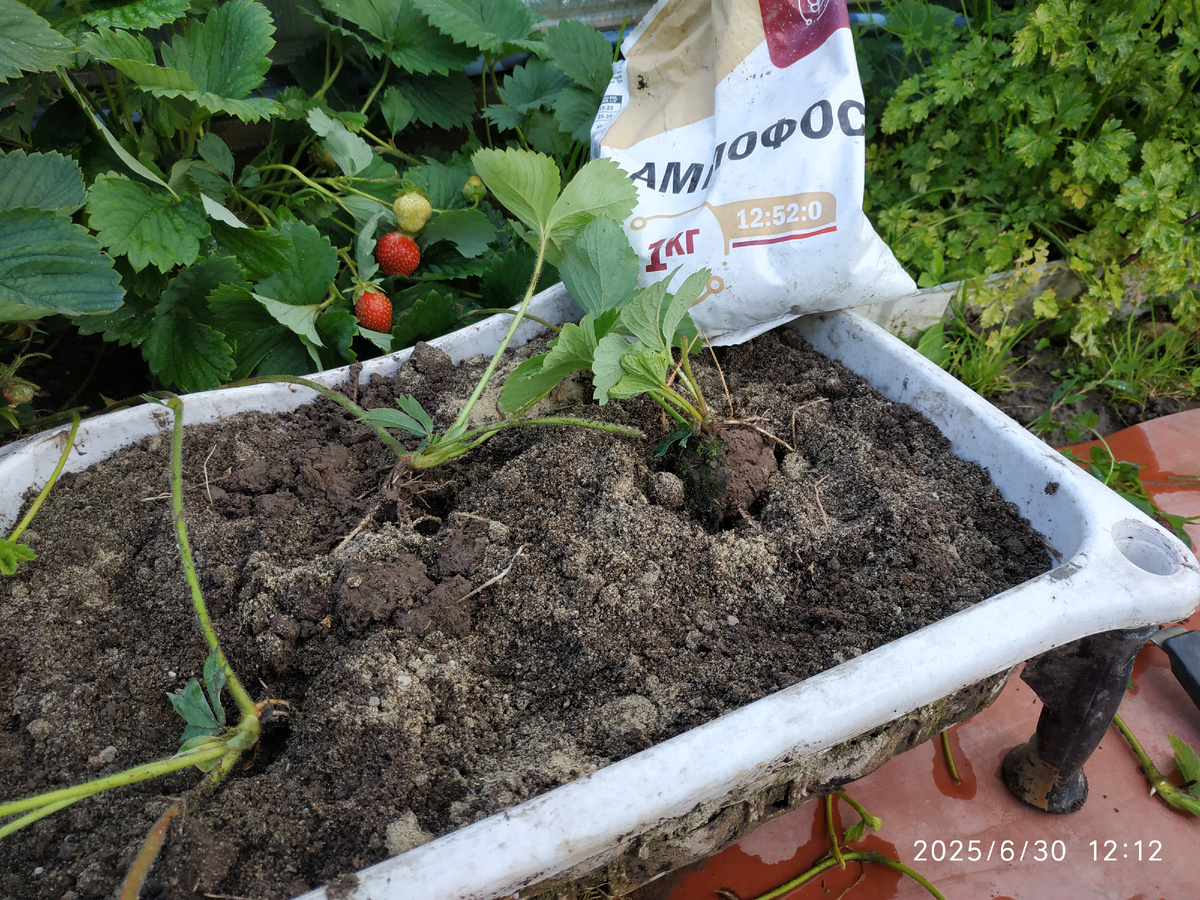 Укореняю розетки