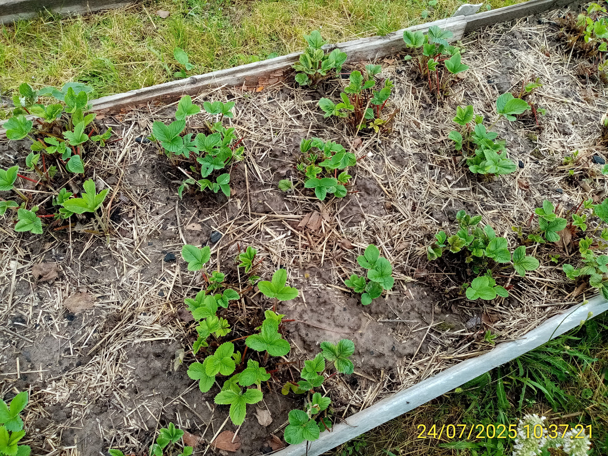 Грядка после обрезки лишней листвы и усов. Уже начинает обрастать