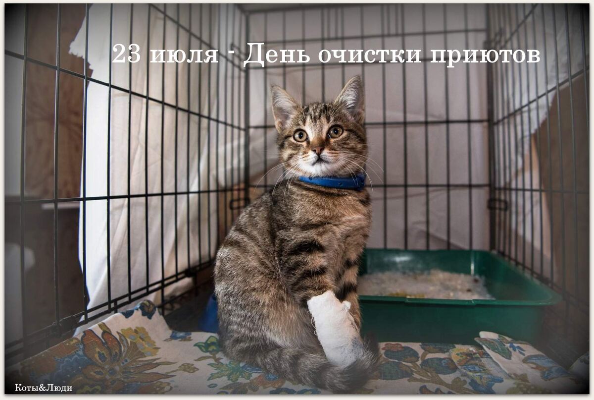 Коллаж автора. Источник фото: https://granmax.ru/kak-pristroit-kota