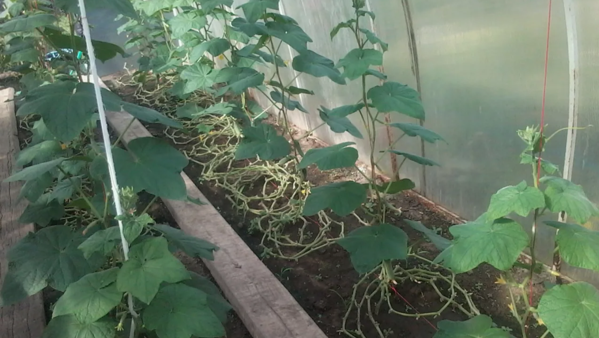 обноление огуречных плетей