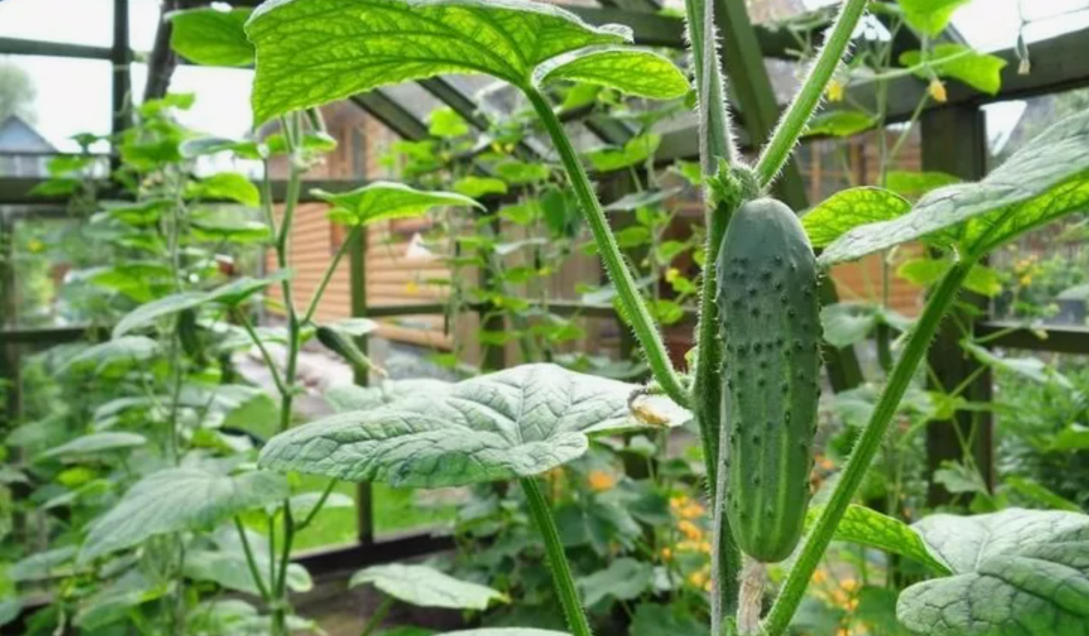 огурец на кусту в теплице