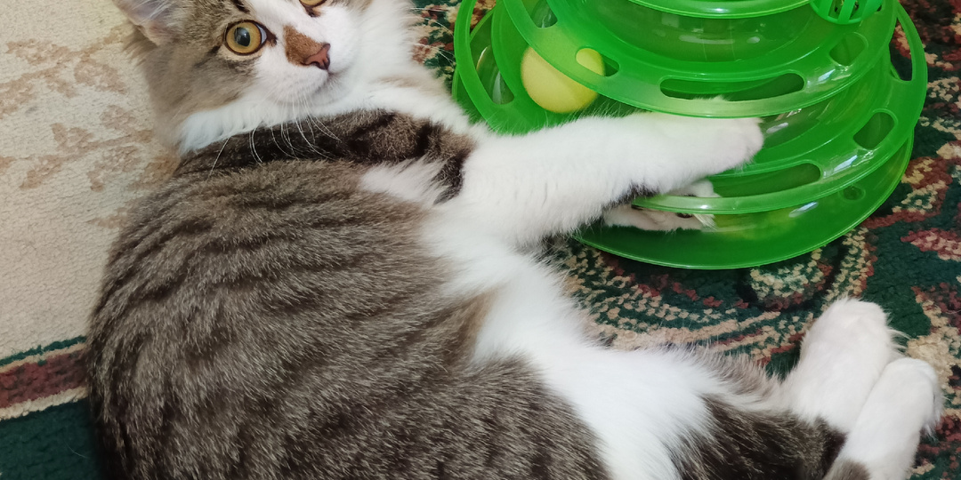 Был временно, но остался навсегда.