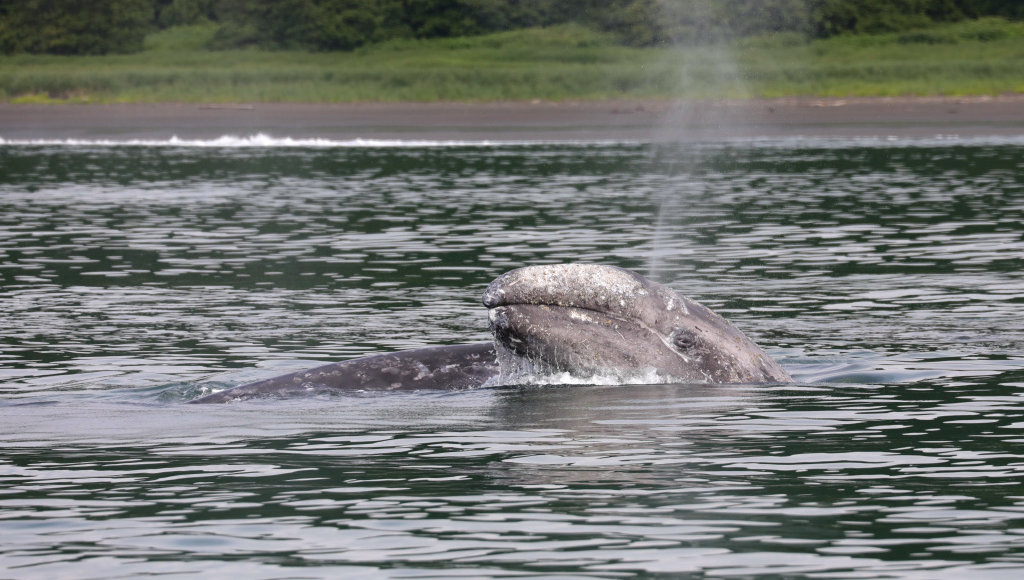    Фото: Евгения Волкова / Кроноцкий заповедник